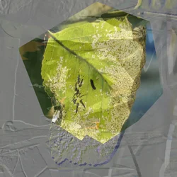 Folha Verde Abstrata