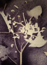 Silhueta botânica roxa