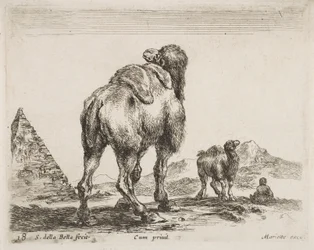 Camelo visto por trás, pub. 1641 de Diversi Animali