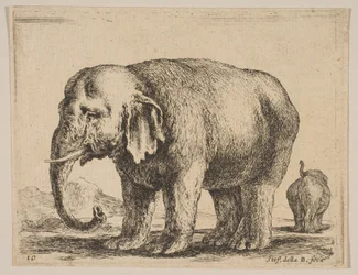 Ilustração 10: elefante, de vários animais Diversi animali, ca. 1641