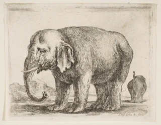 Ilustração 10: elefante, de vários animais Diversi animali, ca. 1641