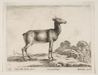 Ilustração 15: corça, de Vários animais Diferentes animais, ca. 1641