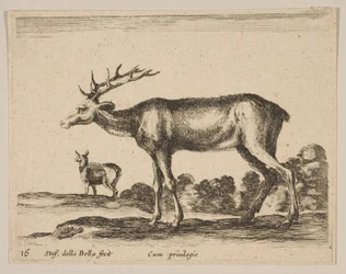 Ilustração 16: veado, de Vários animais Diversi animali, ca. 1641