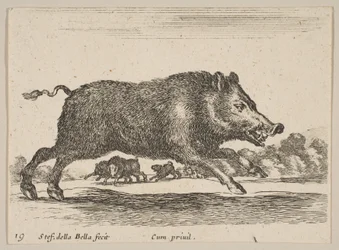 Ilustração 19: javali, de Various animals Diversi animali, ca. 1641
