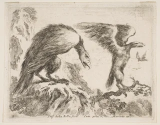 Ilustração 2: águia e aguia, de Various animals Diversi animali, ca. 1641