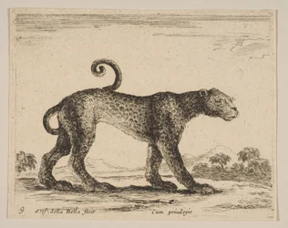 Ilustração 9: leopardo, de vários animais Diversi animali, ca. 1641
