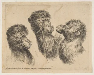 Três cabeças de camelo, ca. 1641