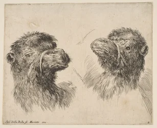 Duas cabeças de camelo, ca. 1641