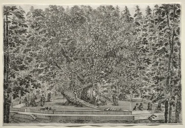 Vista para a Villa de Pratolino: A Árvore Habitada.