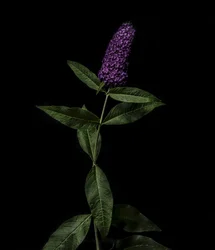 Buddleja roxa, 2020 (foto)