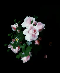 Rosas cor-de-rosa. Pintura de Stuart Park (1862-1933) Coleção particular.