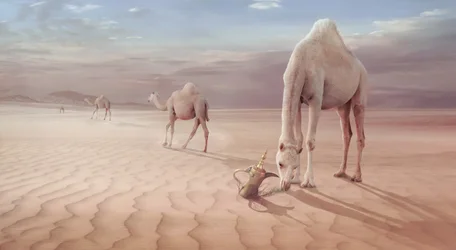 Camelos do Deserto da Arábia