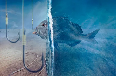 O Peixe Enfrenta a Tentação