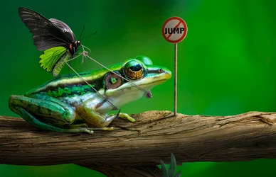 Sinal engraçado de «Salto do Sapo»