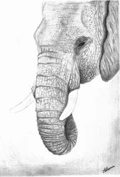 Perfil do Majestoso Elefante