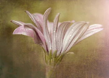 Delicada floração de gotas de orvalho