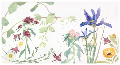 Iris e Sweet Williams, 2020 (aguarela sobre papel)
