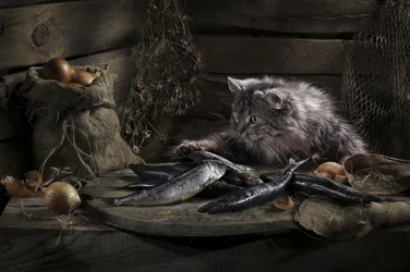 Gato curioso e peixe
