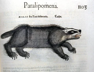 Texugo, ilustração de 