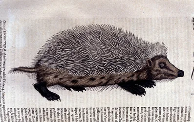 Porco Espinho, ilustração de 