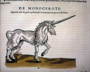Unicórnio, ilustração de 
