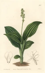 African Liparis Orchid - Water forte de S. Watts a partir de uma ilustração de Sarah Anne Drake (1803-1857), do Botanical Register
