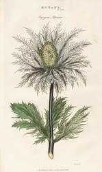Azevinho dos Alpes (Eryngium alpinum)