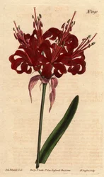 Amaryllis cor de papoila, com flores escuras carmesim, florescendo a partir de um único pé. Originária do Cabo da Boa Esperança (África do Sul). Amaryllis de cor papoula, com flores carmesim profundas, florescendo de um único caule. Nativo do Cabo da Boa E