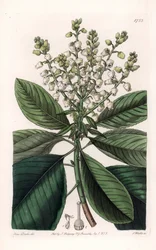 American Arbutus Tree - Gravado por S.Watts, de uma ilustração de Sarah Anne Drake (1803-1857), do Botanical Register of Sydenham Edwards (1768-1819), Inglaterra