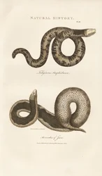 Amphisbaena e Javan Wart Snake