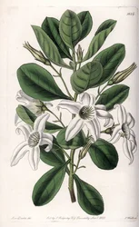 Anthocercis variete, nativo da Austrália - Placa gravada por S.Watts, a partir de uma ilustração de Sarah Anne Drake (1803-1857), do Botanical Register of Sydenham Edwards (1768-1819), Inglaterra