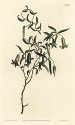 Apple berry or changeable flowerered billardiera, Billardiera mutabilis - Gravura em chapa de cobre colorida à mão por F. Sansom Jr. após ilustração de Sydenham Edwards da revista Botanical de William Curtis, T. Curtis, Londres