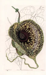 Aristoloche Variete - Placa gravada por S.Watts, a partir de uma ilustração de Sarah Anne Drake (1803-1857), do Botanical Register of Sydenham Edwards (1768-1819), Inglaterra