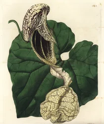 Aristoloche variete - Aristolochia cymbifera - Aristolochia cymbifera - Aristoloche variete - Aristoloche variete - Aristolochia cymbifera - Aristolochia cymbifera. Gravura em chapa de cobre colorida à mão por S. Watts depois de uma ilustração de Miss Sara