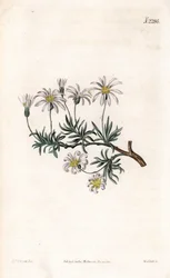 Aster acre - Aster de arbustos, Felicia fruticosa (Aster frutticulosa, Aster fruticulosa). Gravura em chapa de cobre colorida à mão por Weddell após uma ilustração de Sydenham Edwards da "Botanical Magazine" de Samuel Curtis, Londres