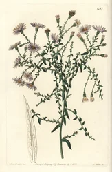 Aster variete - Aster de Nova Iorque, Symphyotrichum dumosum (Coris-leaved starwort, Aster coridifolius). Gravura em chapa de cobre colorida à mão por S. Watts após ilustração de Sarah Drake do Sydenham Edwards