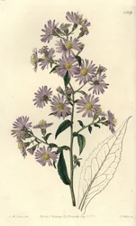 Aster variete - Aster em pânico, Symphyotrichum lanceolatum (Pallid aster, Aster pallens). Gravura em chapa de cobre colorida à mão por S. Watts após uma ilustração de Charles M Curtis do Sydenham Edwards
