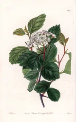Aubepine ou espinho branco, natural da América do Norte - Gravado por S.Watts, a partir de uma ilustração de Sarah Anne Drake (1803-1857), do Botanical Register of Sydenham Edwards (1768-1819), Inglaterra