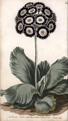 Aurícula ou orelha de urso. Gravura em cobre colorido, ilustração de Sydenham Edwards (1768-1819) para Conferências de Botanical, Jardim Botânico de Lambeth (Inglaterra)