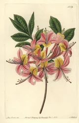 Azalee pontic yellow - Azalea amarela, Rhododendron luteum (Azalea pontica mutável, Azalea pontica versicolor). Gravura em chapa de cobre colorida à mão por S. Watts depois de uma ilustração de Miss Sarah Drake do Registo Botânico de Sydenham Edwards, Ridg