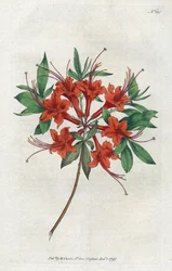 Azalee com flores nuas (Rhododendron periclymenoides) - Litografia de Sydenham Edwards (1768-1819), prato da revista Botanical de William Curtis (1746-1799)