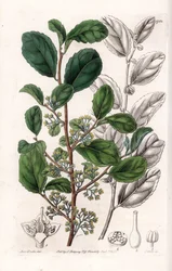 Azara Variete - Placa gravada por S.Watts, a partir de uma ilustração de Sarah Anne Drake (1803-1857), do Botanical Register of Sydenham Edwards (1768-1819), Inglaterra