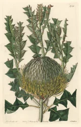 Banksia speciosa, originalmente da Austrália - S. Watts água forte de uma ilustração de Sarah Anne Drake (1803-1857), do Botanical Register