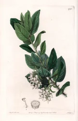Uva de Urso, originalmente da Califórnia - Gravado por S.Watts, a partir de uma ilustração de Sarah Anne Drake (1803-1857), do Botanical Register of Sydenham Edwards (1768-1819), Inglaterra
