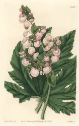 Begonia tem flores rosa pálido, nativas do México - Água forte de S. Watts de uma ilustração de Sarah Anne Drake (1803-1857), do Botanical Register