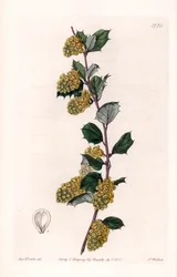 Berberis - Placa gravada por S.Watts, a partir de uma ilustração de Sarah Anne Drake (1803-1857), do Botanical Register of Sydenham Edwards (1768-1819), Inglaterra