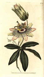 Passiflora Azul - Passiflora caerulea comum, Passiflora caerulea. Gravura em chapa de cobre colorida à mão depois de uma ilustração botânica de Sydenham Edwards da revista The Botanical Magazine de William Curtis, Lambeth Marsh, Londres.