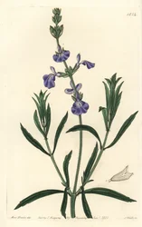 Salva Azul - Salva Pasto, Salvia azurea (Salvia azurea, Salvia angustifolia). Gravura em chapa de cobre colorida à mão por S. Watts depois de uma ilustração de Miss Sarah Drake do Registo Botânico de Sydenham Edwards, Ridgeway, Londres.