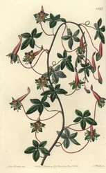 Capuchinho da Bolívia - Tropaeoleum de cinco folhas, Tropaeoleum pentaphyllum. Gravura em chapa de cobre colorida à mão por S. Watts depois de uma ilustração de Miss Sarah Drake do Registo Botânico de Sydenham Edwards, Ridgeway, Londres.