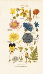 Classificação botânica e representantes dos diferentes grupos de plantas